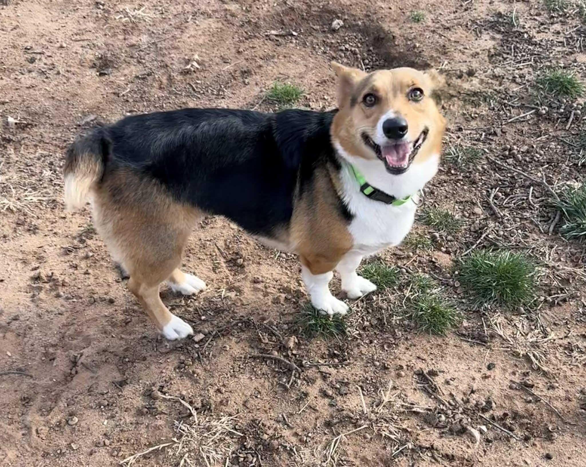 Foxie, an adopted Corgi in Oklahoma City, OK image 2/2