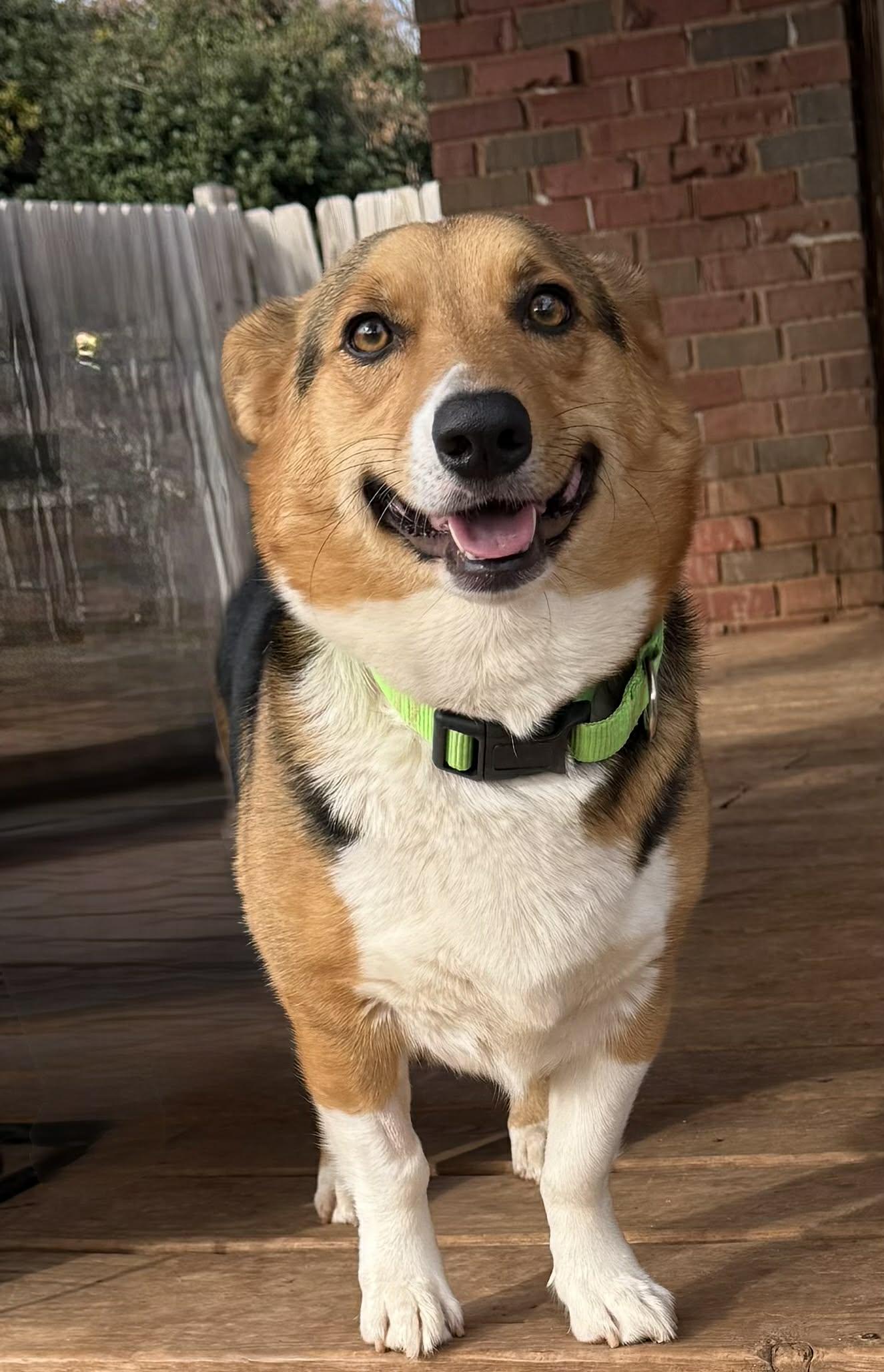 Foxie, ADOPTABLE, Young Female Corgi.