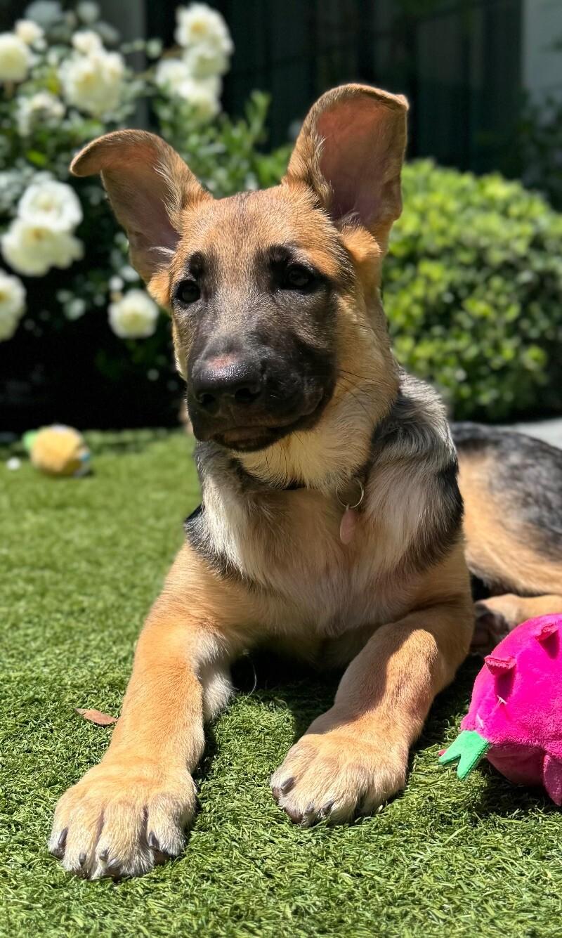 Enlarge Jones, a Adoptable German Shepherd Dog in Manhattan Beach, CA image 1/6