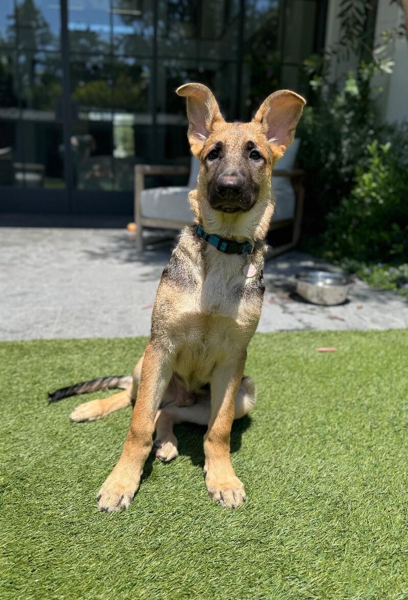Enlarge Jones, a Adoptable German Shepherd Dog in Manhattan Beach, CA image 2/6