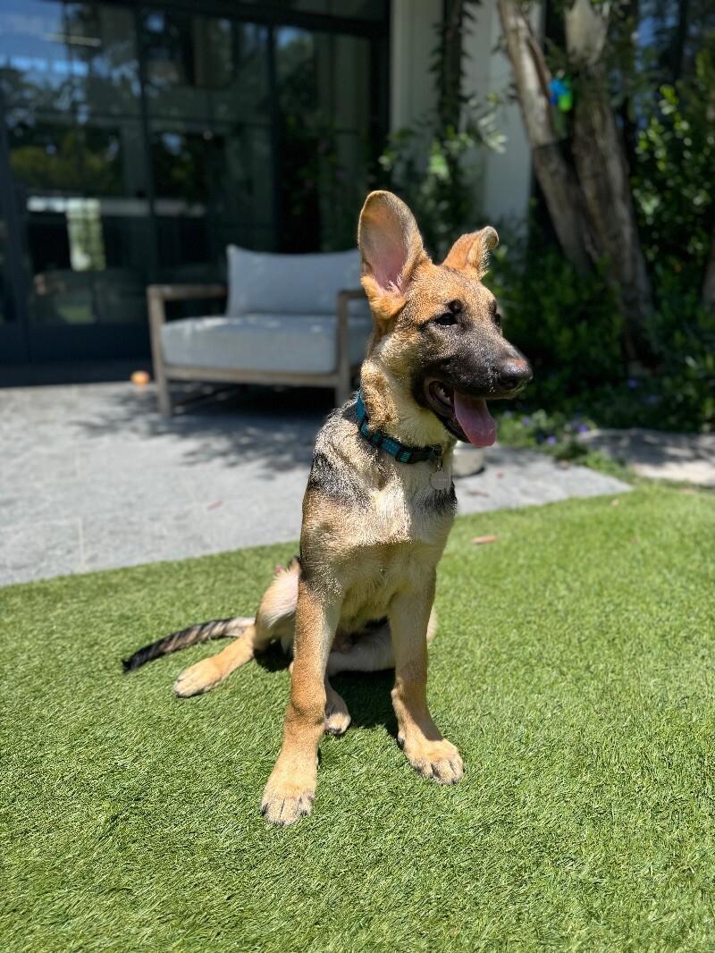 Enlarge Jones, a Adoptable German Shepherd Dog in Manhattan Beach, CA image 3/6