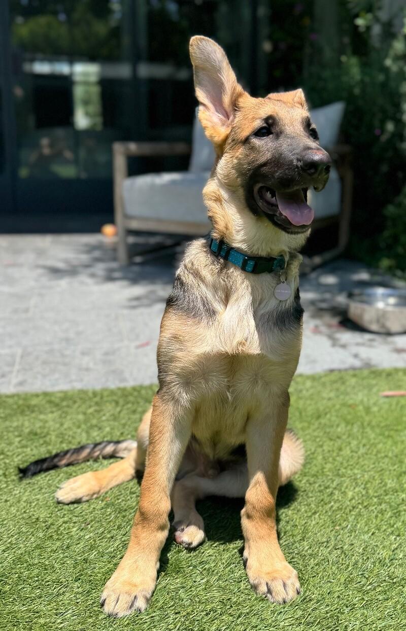 Enlarge Jones, a Adoptable German Shepherd Dog in Manhattan Beach, CA image 5/6