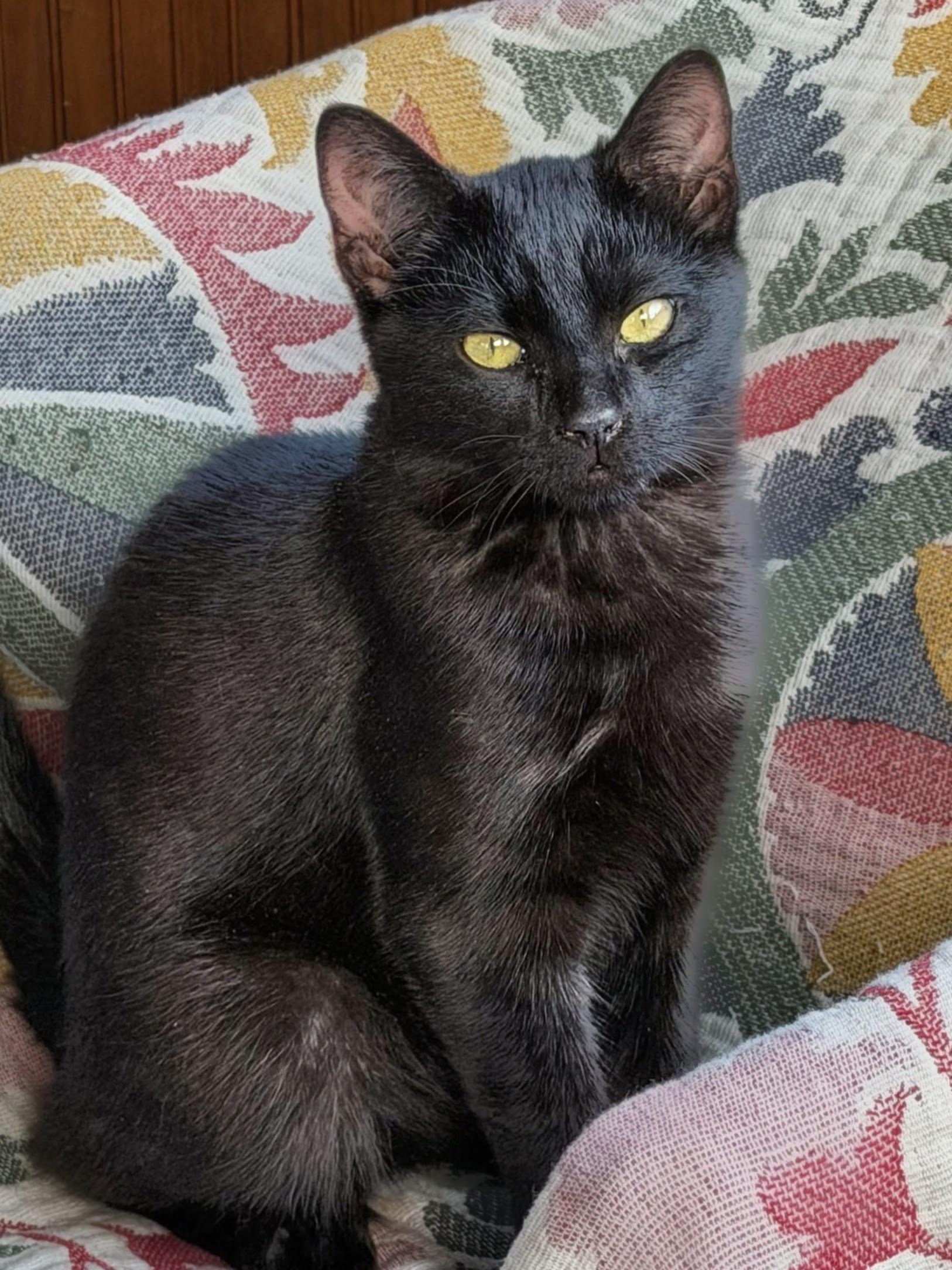 Maisie, a ADOPTABLE Domestic Short Hair in Ridgewood, NY image 2/6