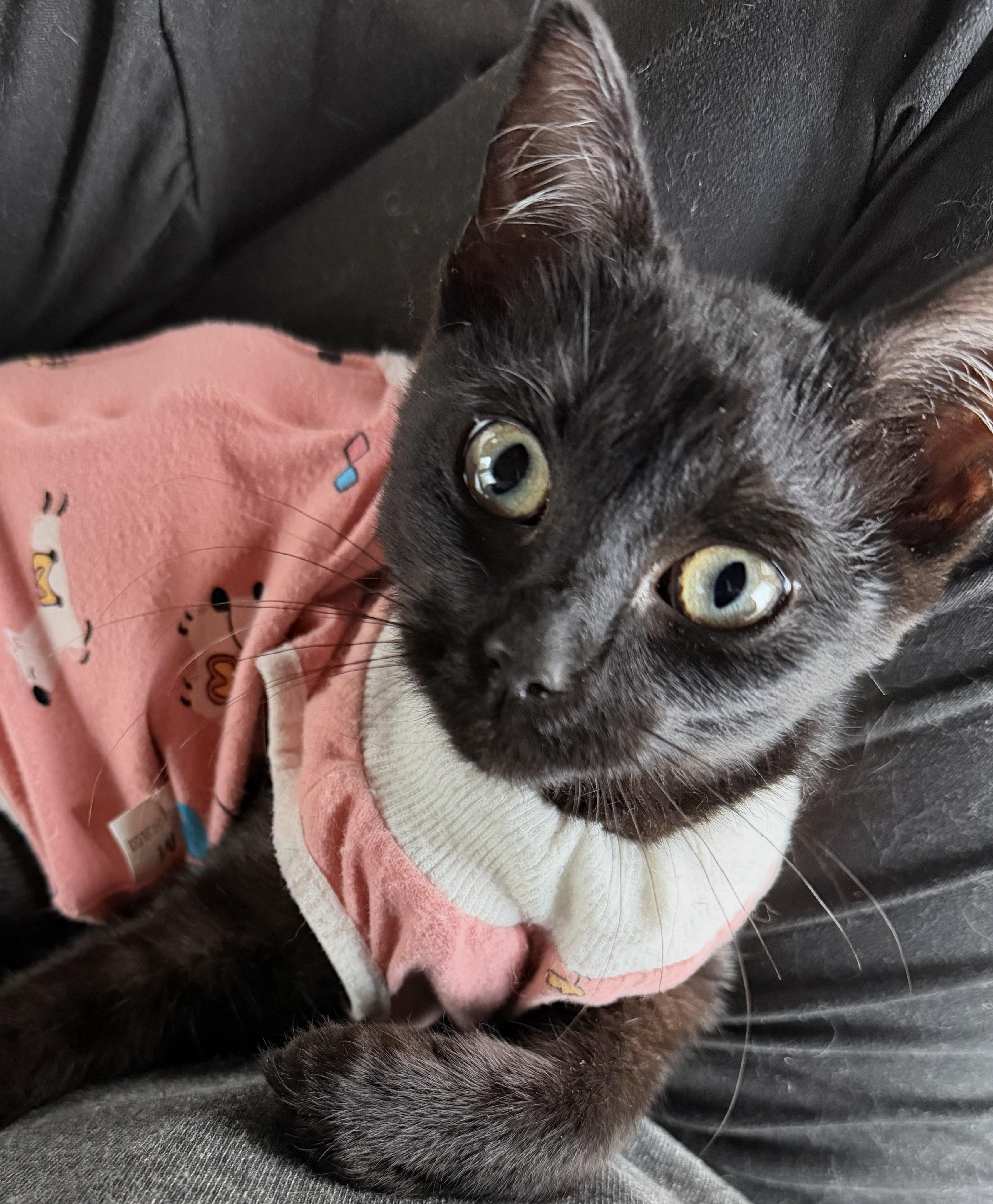 Maisie, a ADOPTABLE Domestic Short Hair in Ridgewood, NY image 3/6