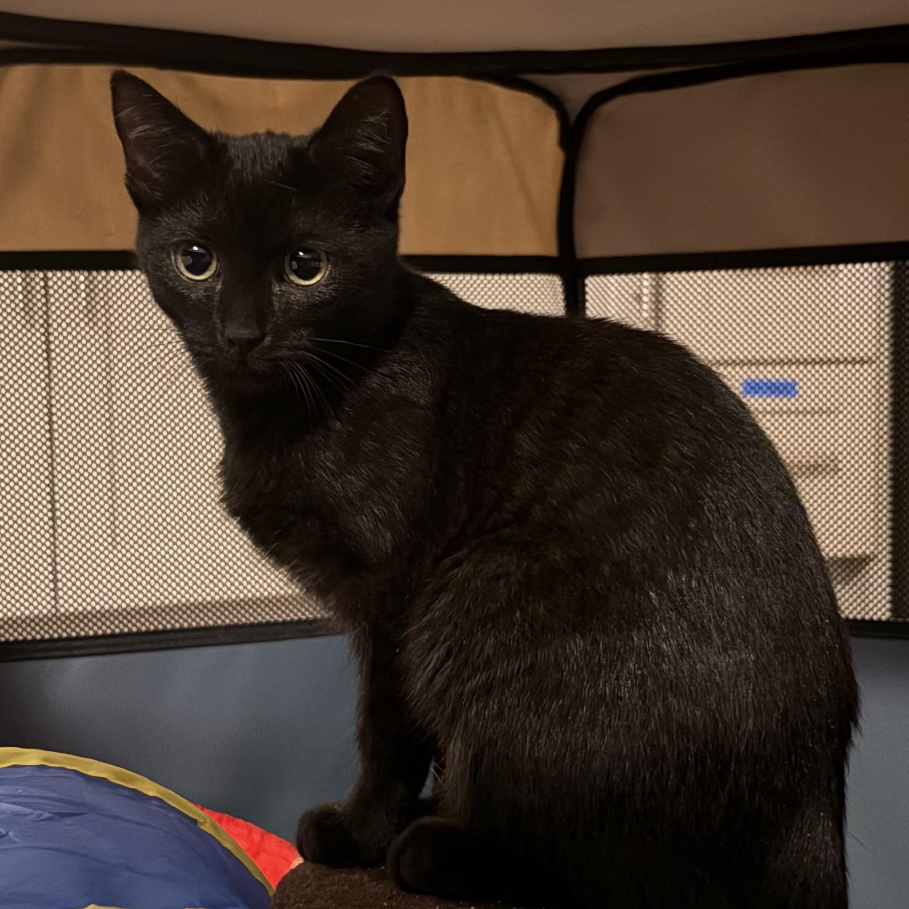 Maisie, a ADOPTABLE Domestic Short Hair in Ridgewood, NY image 4/6