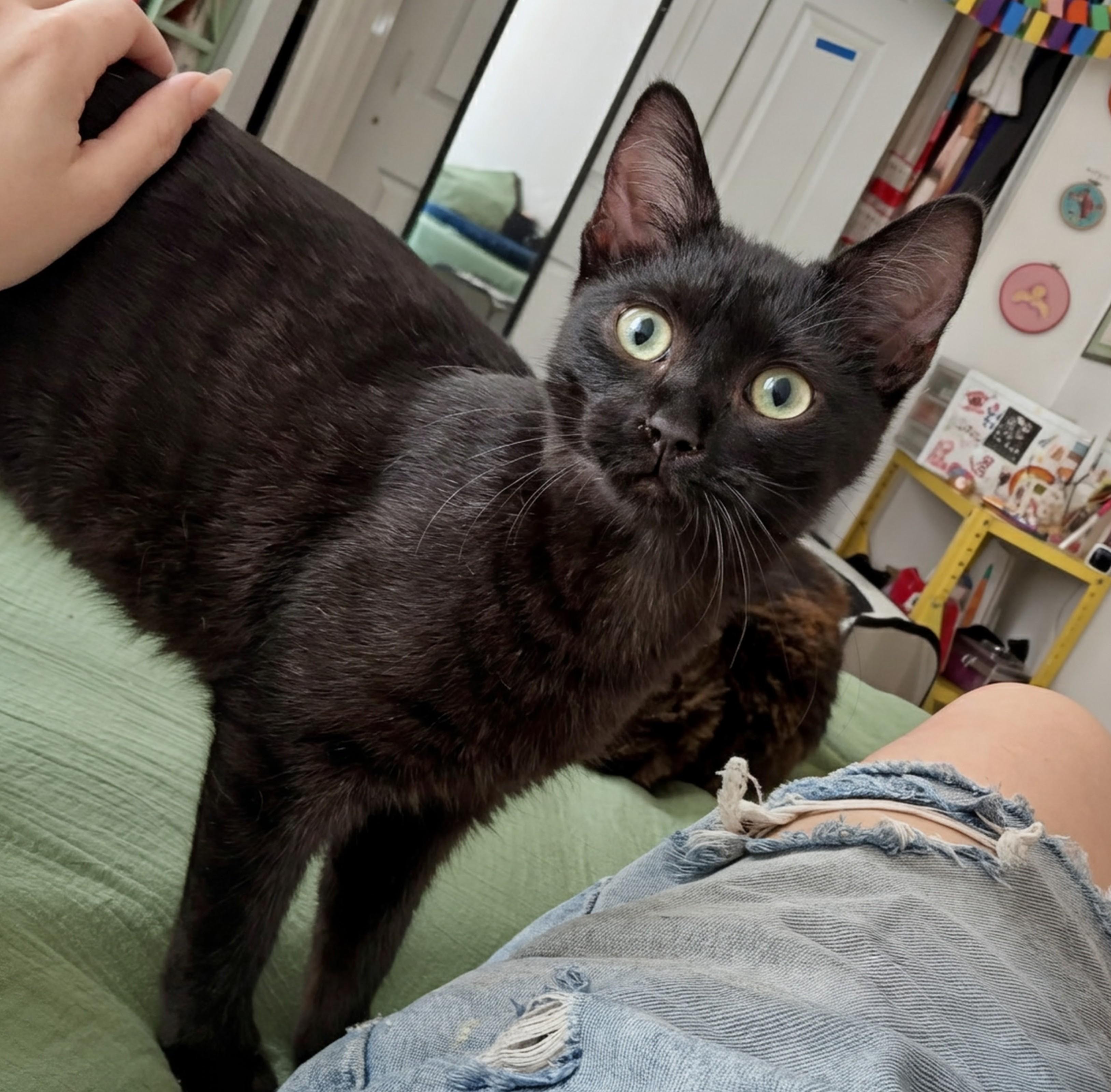 Maisie, ADOPTABLE, Kitten Female Domestic Short Hair.