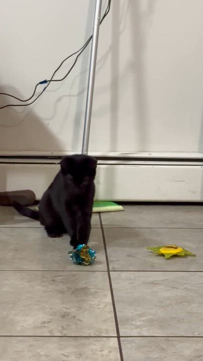 Enlarge Maisie, a ADOPTABLE Domestic Short Hair in Ridgewood, NY video 6/6