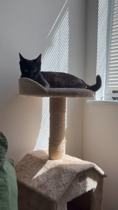 Enlarge Maisie, a ADOPTABLE Domestic Short Hair in Ridgewood, NY video 5/6