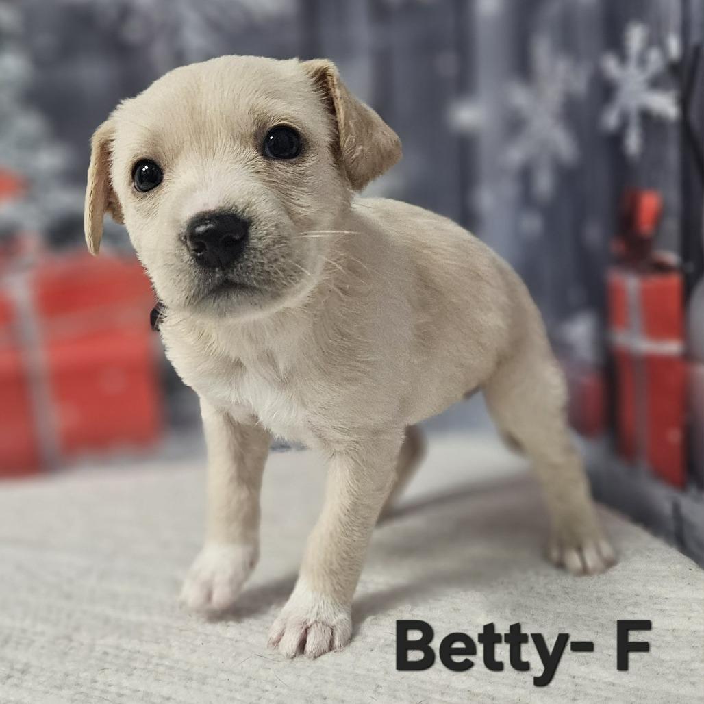 Enlarge Betty, a Adoptable mixed breed in Griswold, CT image 1/1
