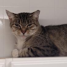 Jenny, a Adoptable mixed breed in Bulverde, TX image 4/4