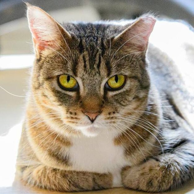 Jenny, a Adoptable mixed breed in Bulverde, TX image 1/4