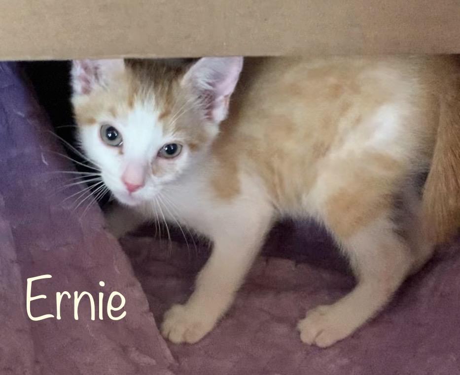 Enlarge Ernie, a ADOPTABLE Domestic Short Hair in Dixon, CA image 1/2