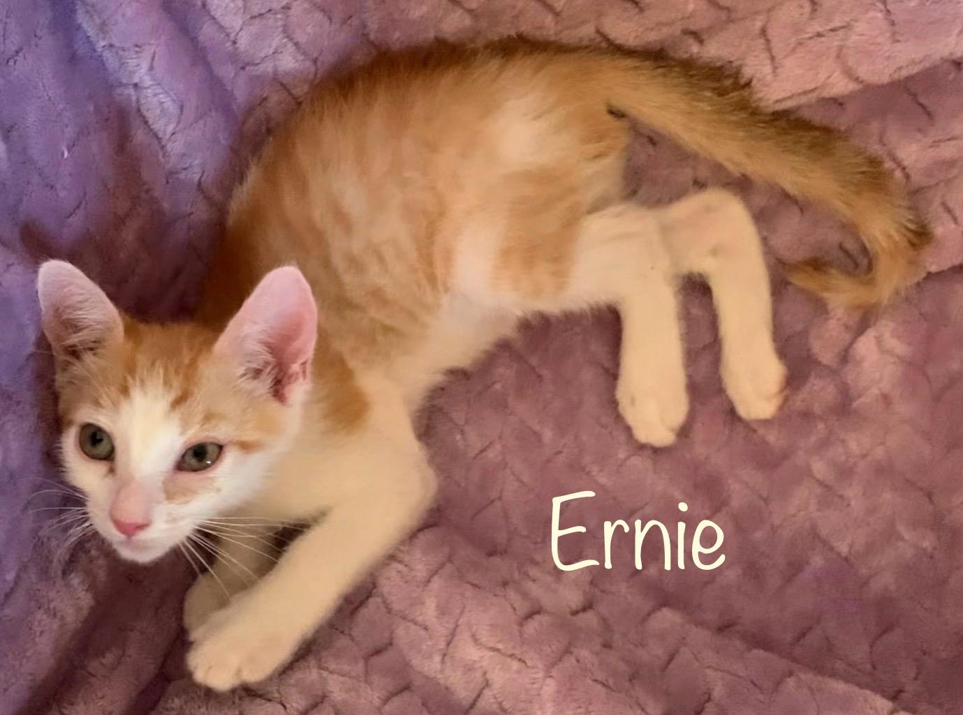Enlarge Ernie, a ADOPTABLE Domestic Short Hair in Dixon, CA image 2/2