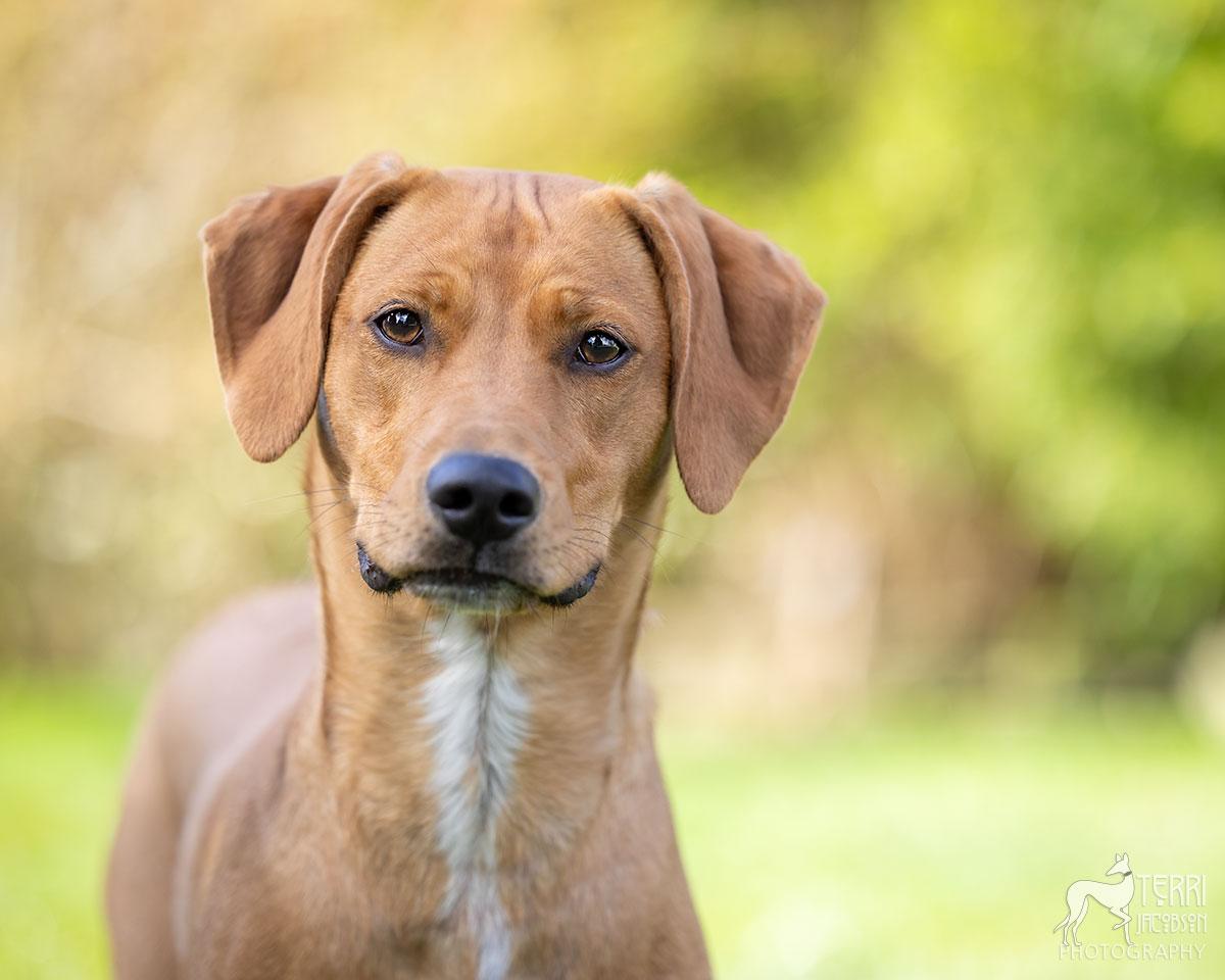 Annie, an adoptable Redbone Coonhound in Salem, OR, 97305 | Photo Image 1