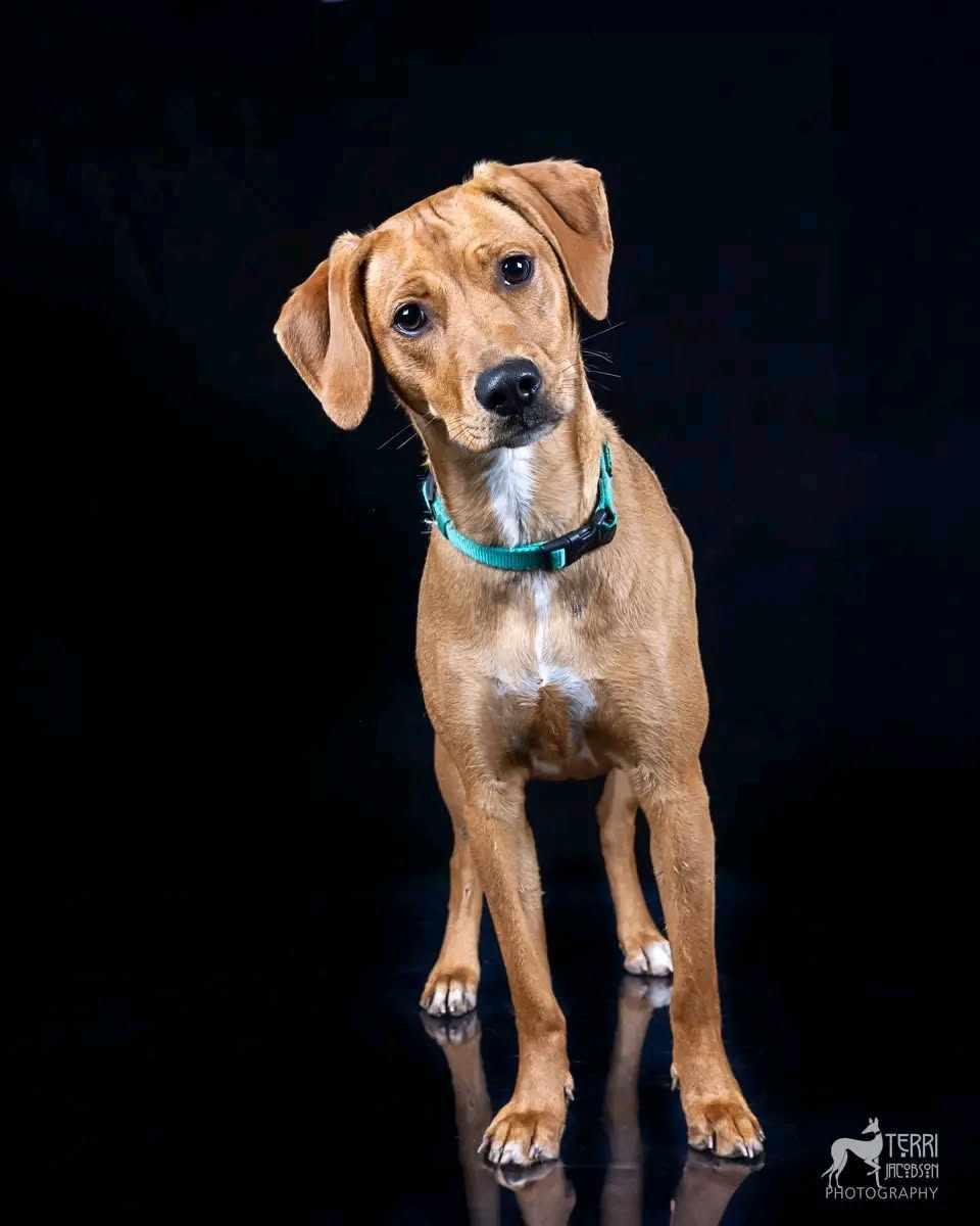 Annie, an adoptable Redbone Coonhound in Salem, OR, 97305 | Photo Image 2
