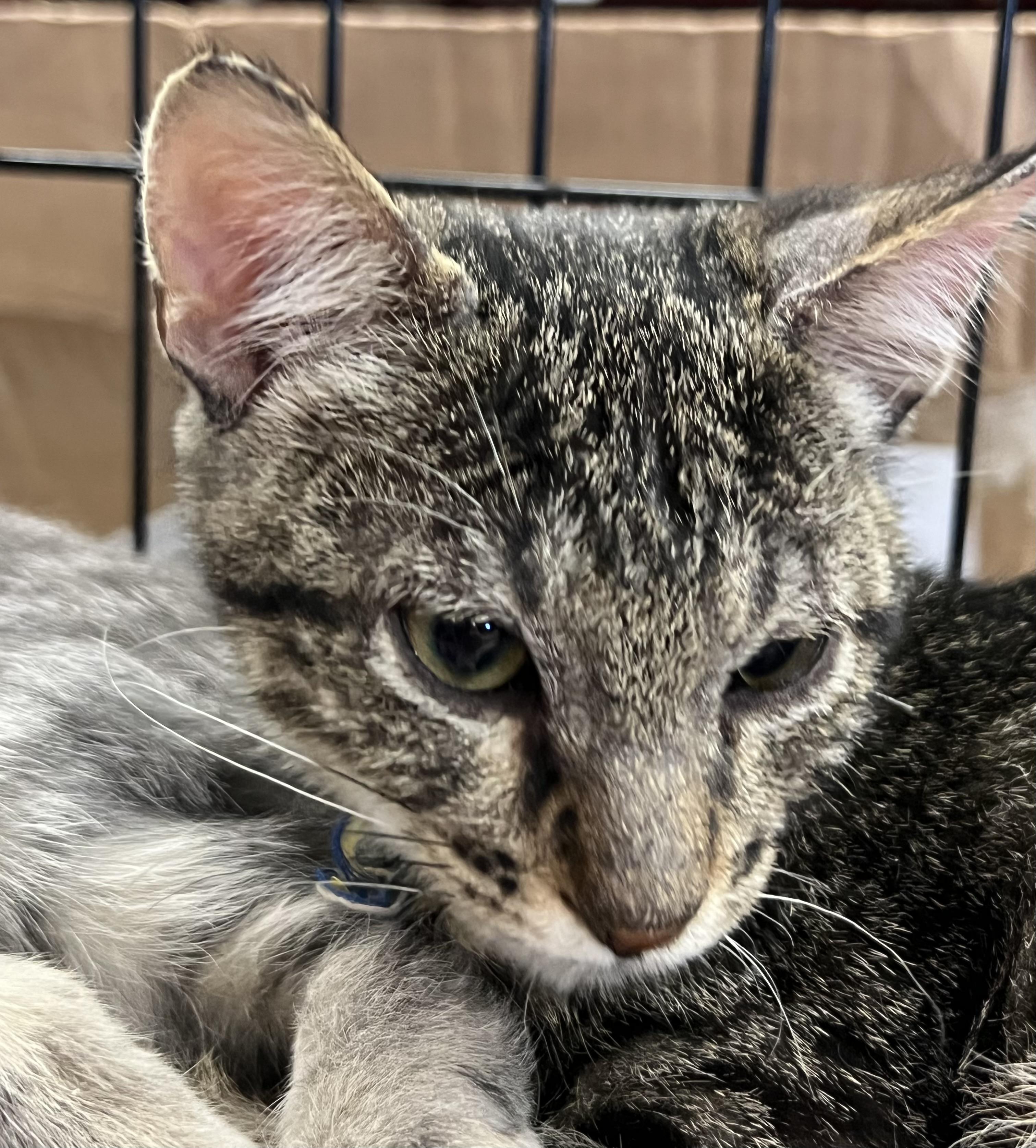 Enlarge Crikett, a Adoptable Tabby in Kalama, WA image 4/5