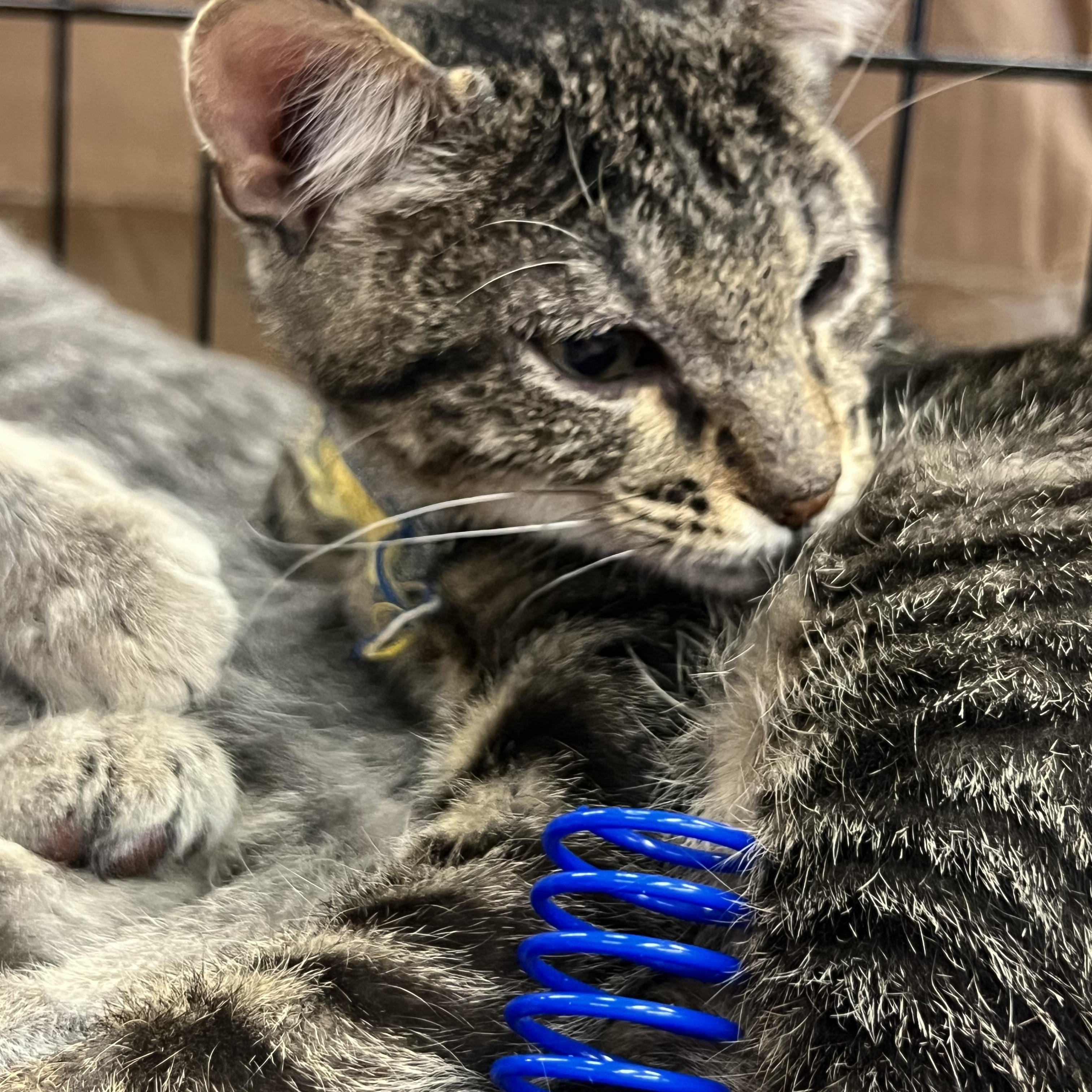 Enlarge Crikett, a Adoptable Tabby in Kalama, WA image 1/5