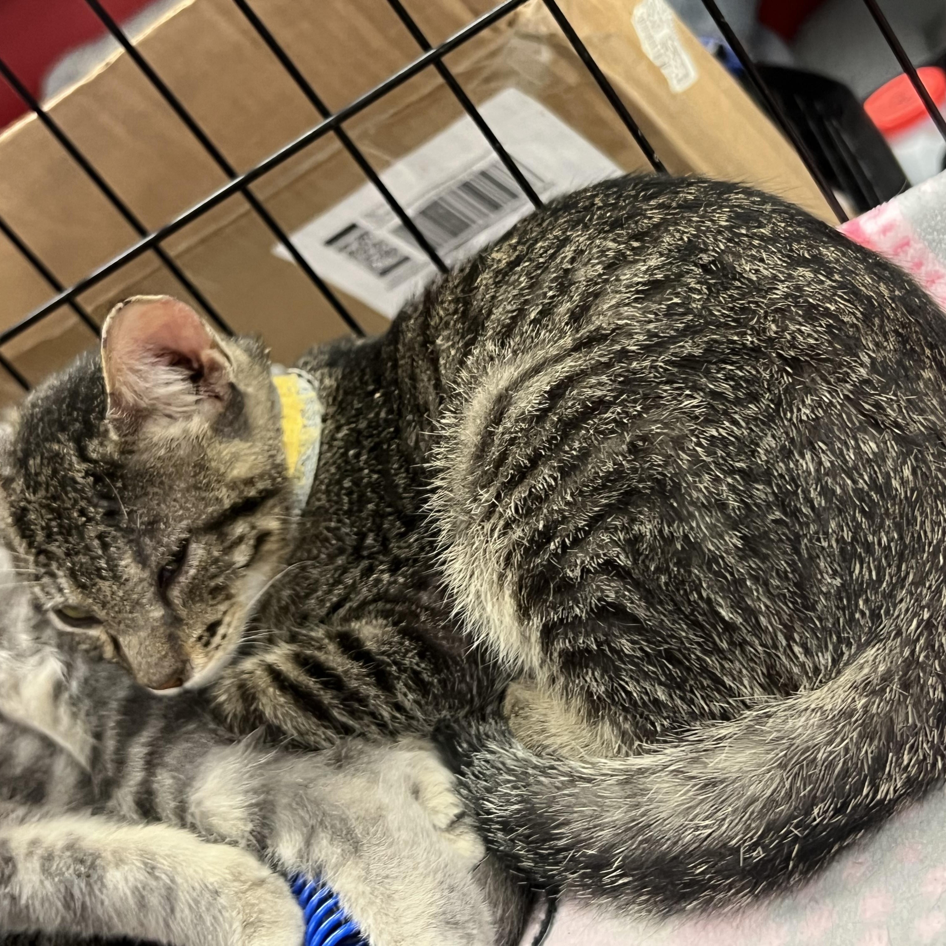 Enlarge Crikett, a Adoptable Tabby in Kalama, WA image 2/5