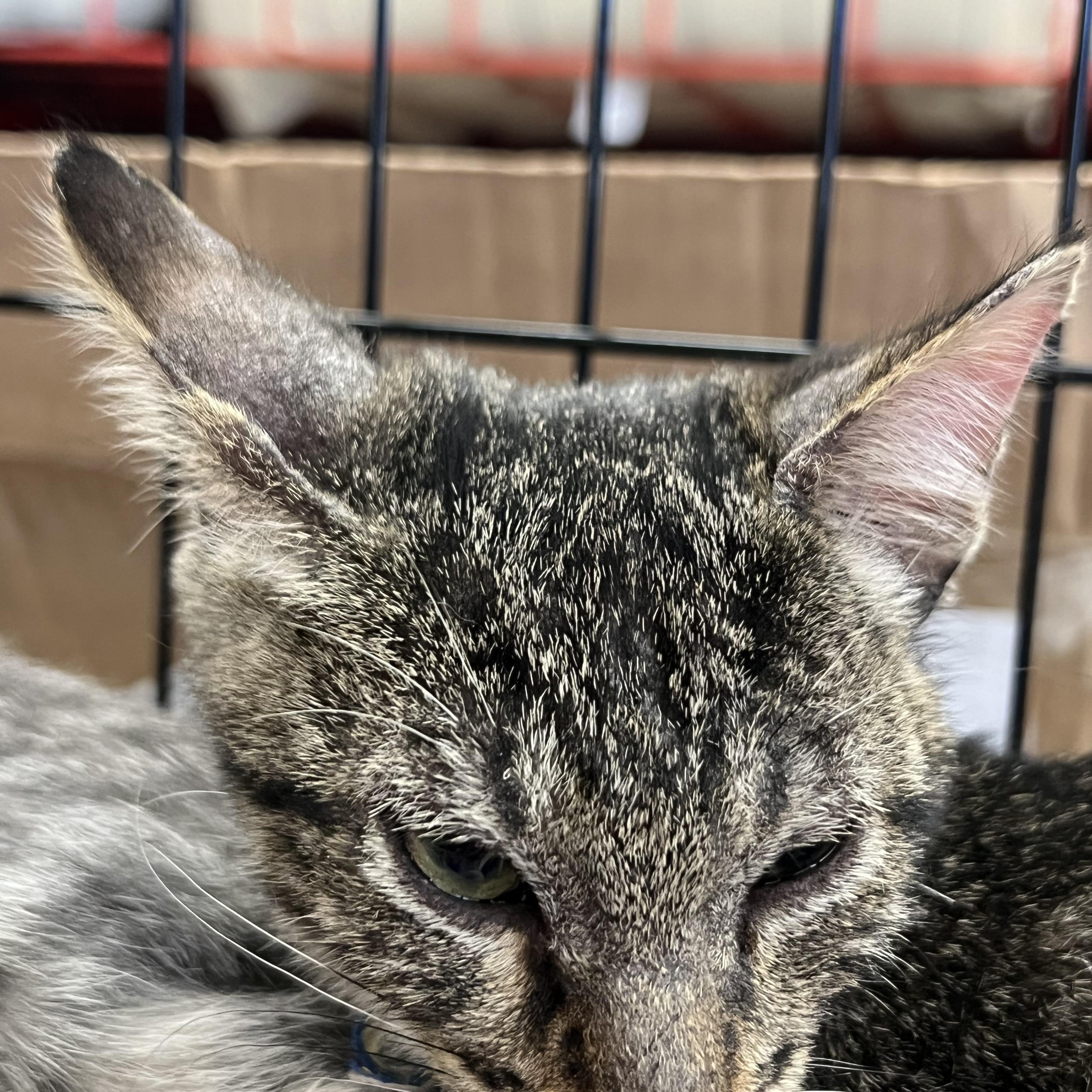 Enlarge Crikett, a Adoptable Tabby in Kalama, WA image 3/5