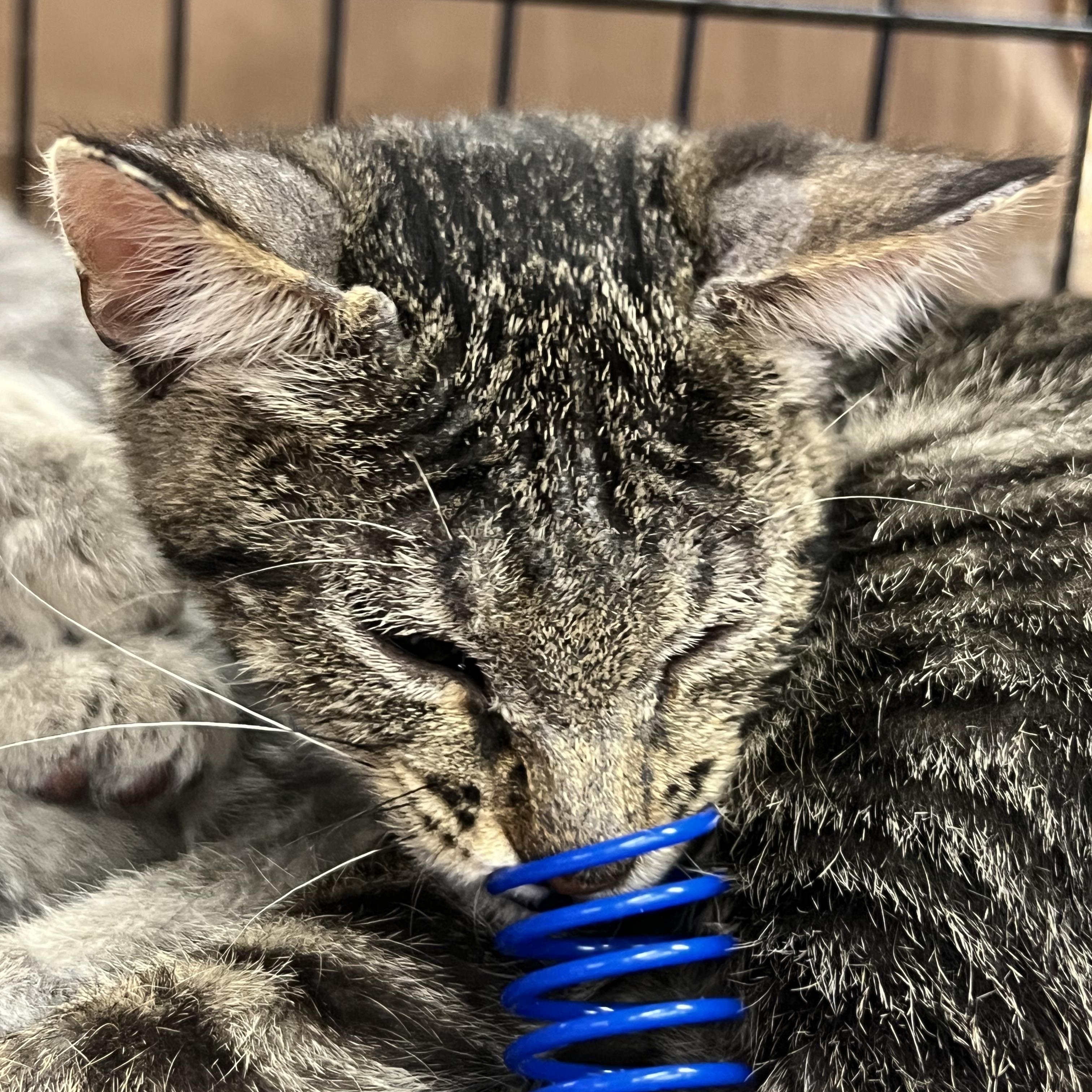 Enlarge Crikett, a Adoptable Tabby in Kalama, WA image 5/5