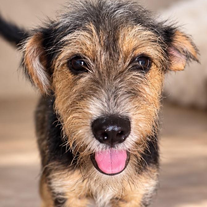 CUCUMBER (out of town), Adoptable, Puppy Male Parson Russell Terrier & Jack Russell Terrier.