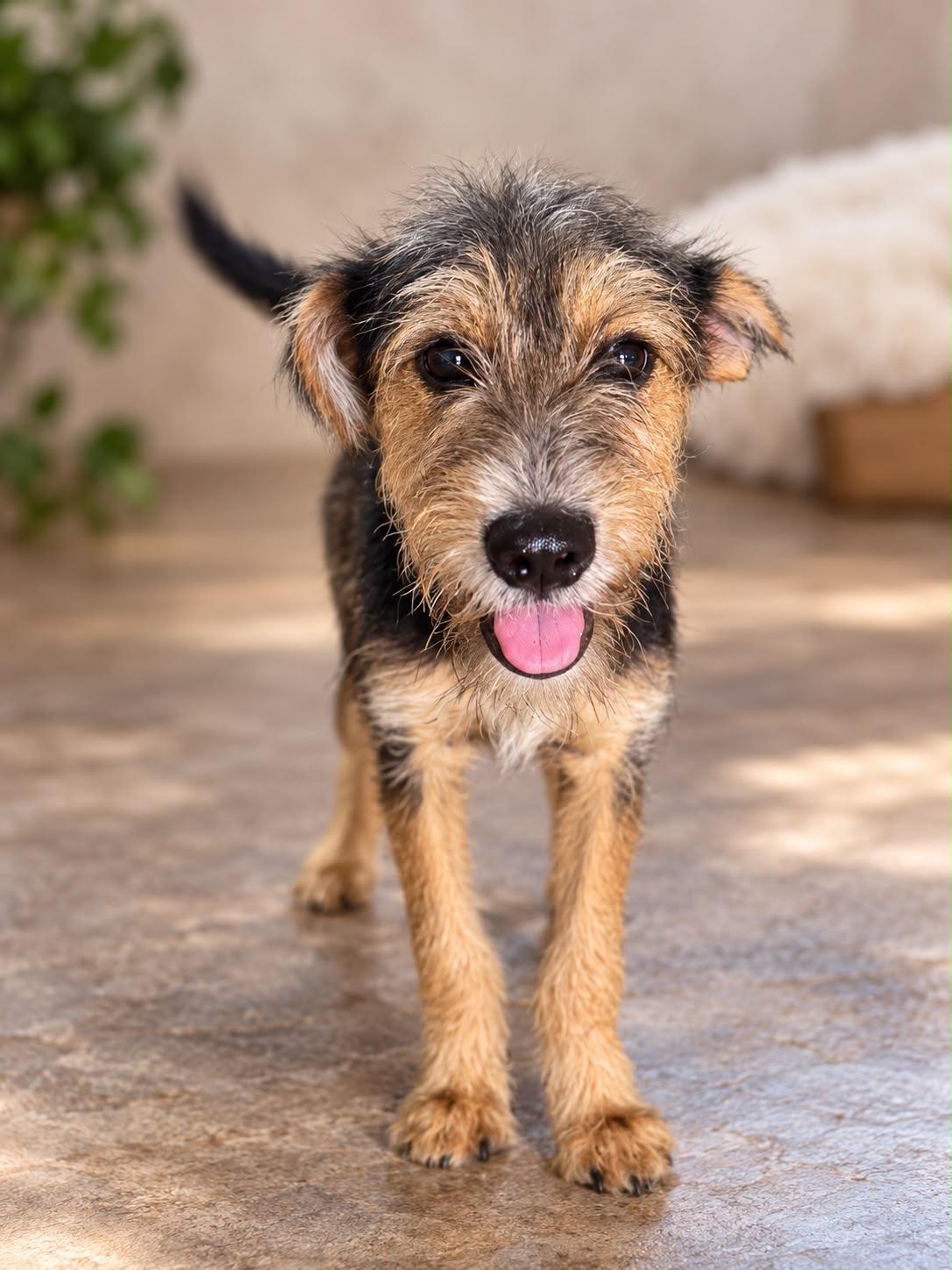 Enlarge CUCUMBER (out of town), a Adoptable mixed breed in New York, NY image 2/2