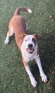 Enlarge Pebbles, a ADOPTABLE mixed breed in Mount Juliet, TN image 2/3