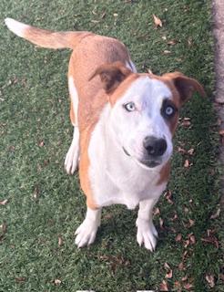 Enlarge Pebbles, a ADOPTABLE mixed breed in Mount Juliet, TN image 3/3