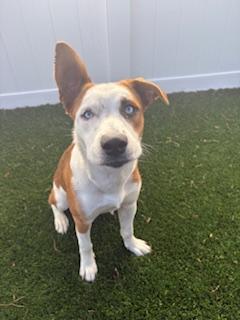 Enlarge Pebbles, a ADOPTABLE mixed breed in Mount Juliet, TN image 1/3