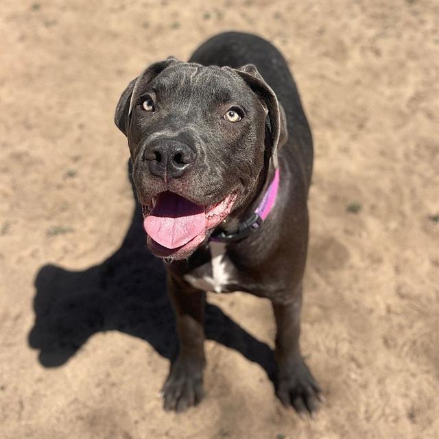 HONEY, Adoptable, Young Female Labrador Retriever & Pit Bull Terrier.