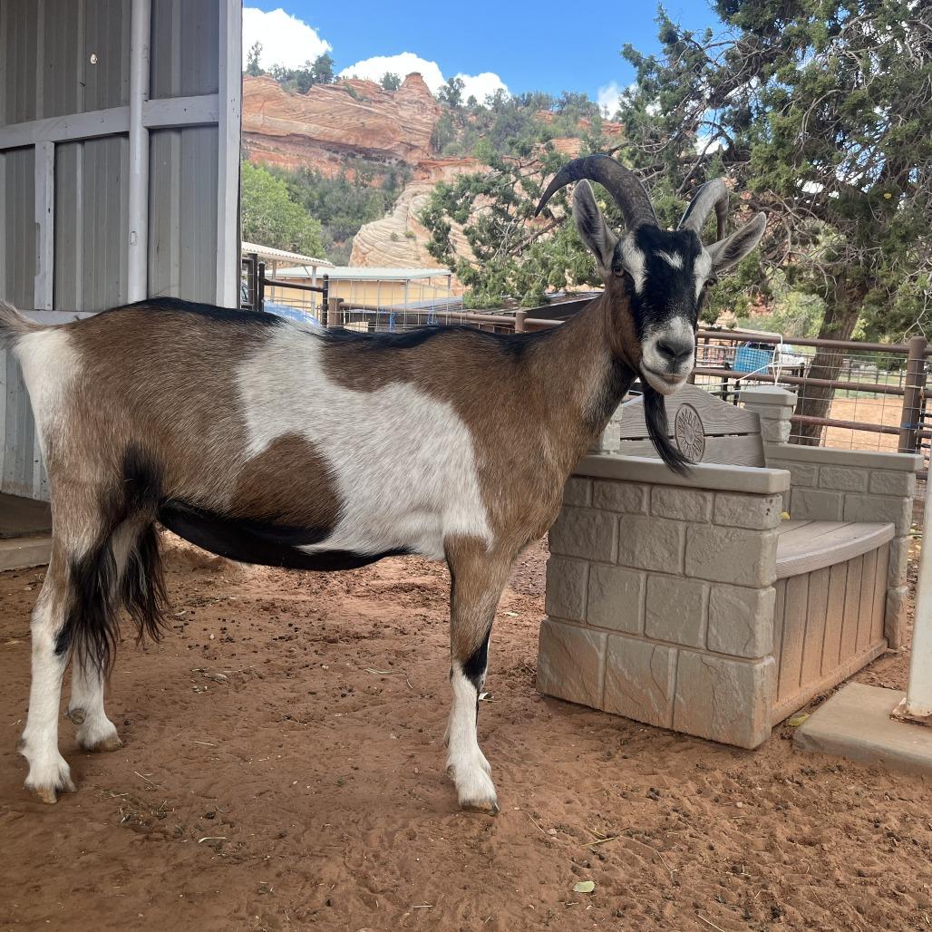 Fen, Adoptable, Senior Male Alpine & Oberhasli.