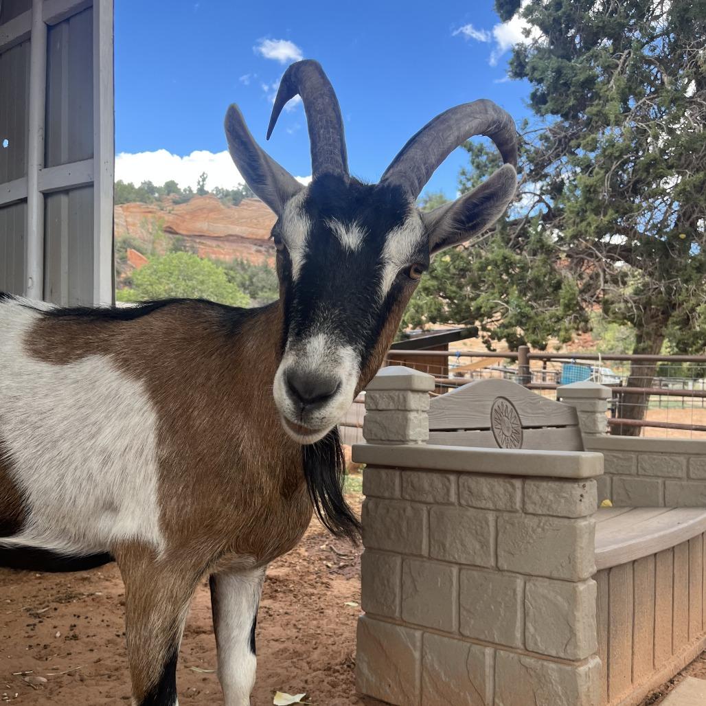 Enlarge Fen, a Adoptable mixed breed in Kanab, UT image 2/2