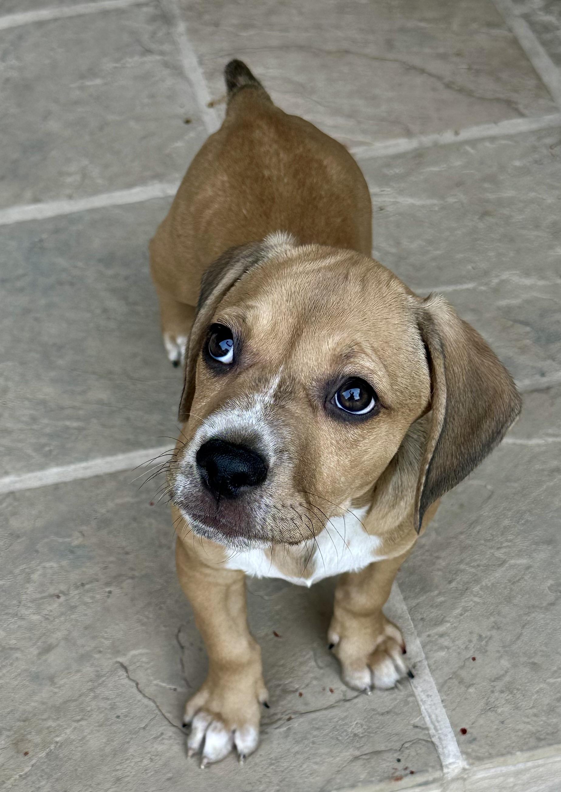 Quincy, Adoptable, Puppy Male Beagle.