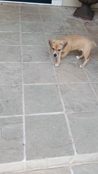 Enlarge Quincy, a Adoptable mixed breed in Fremont, CA video 4/4