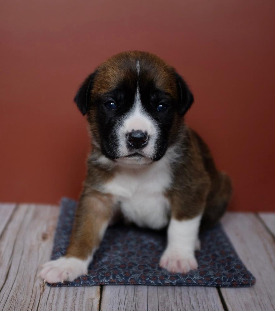 Enlarge Hope, a Adoptable mixed breed in Frankfort, NY image 1/1