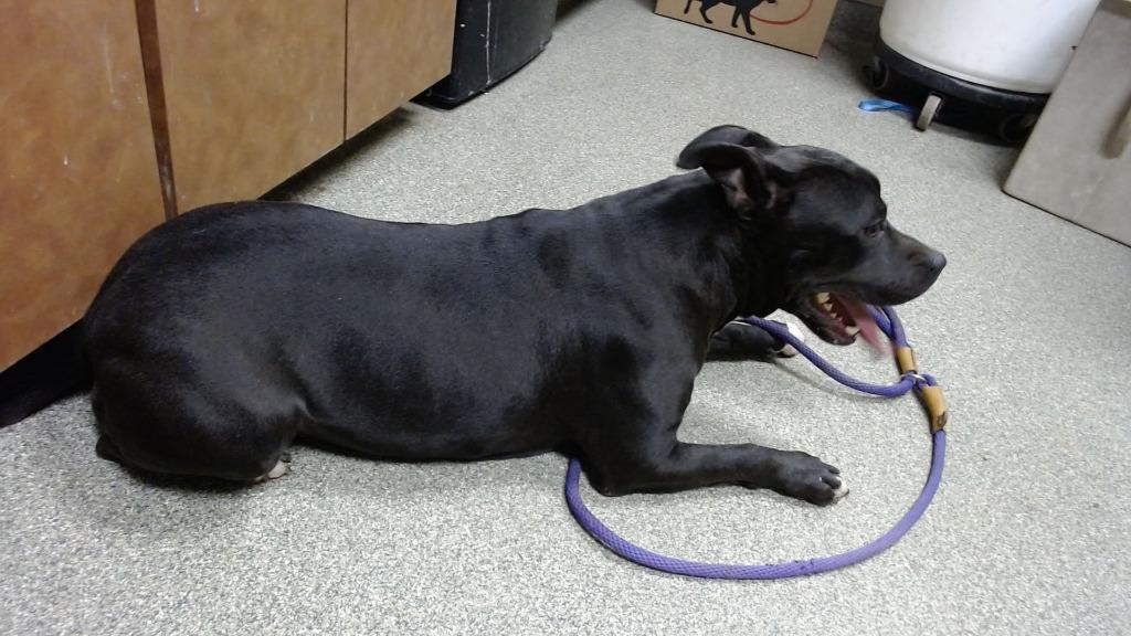 Enlarge Lilly, a Adoptable Pit Bull Terrier in Lubbock, TX image 1/3