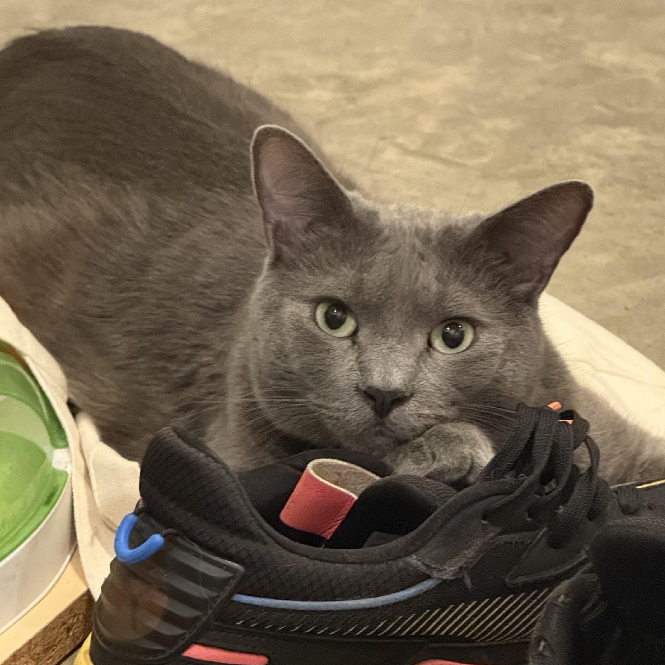 Dorian Gray, adopted, Adult Male Domestic Short Hair & Chartreux.