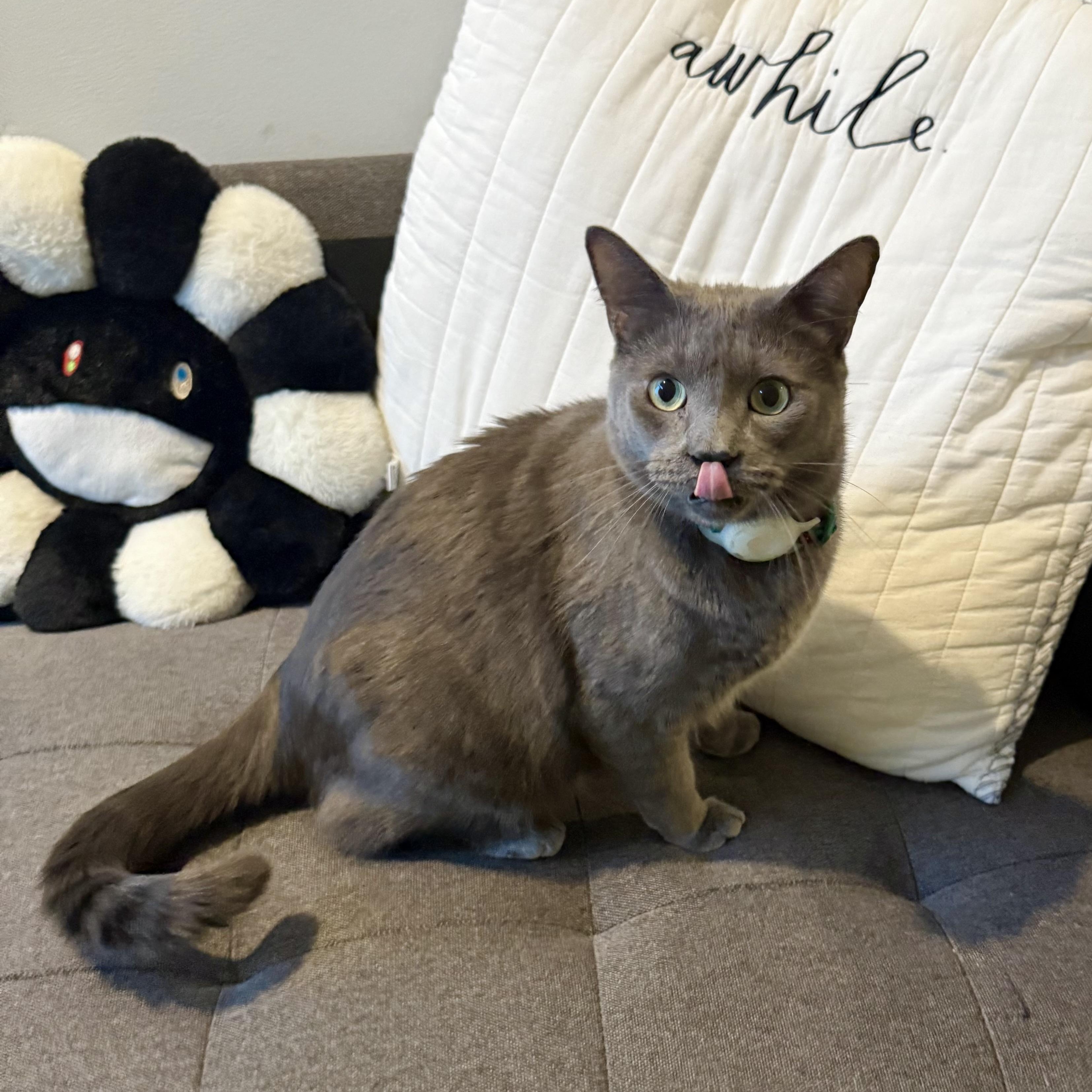 Enlarge Dorian Gray, an adopted mixed breed in Sherman Oaks, CA image 3/3