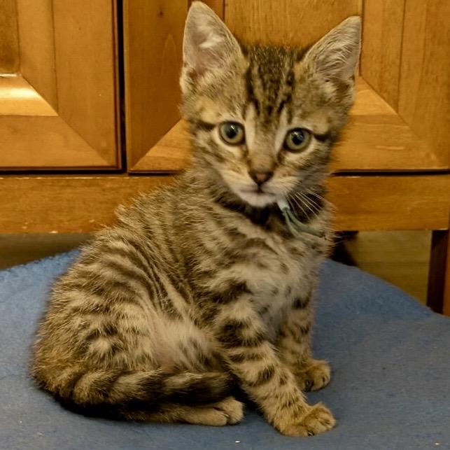 Enlarge Figaro, an adoptable mixed breed in Libertyville, IL image 3/4