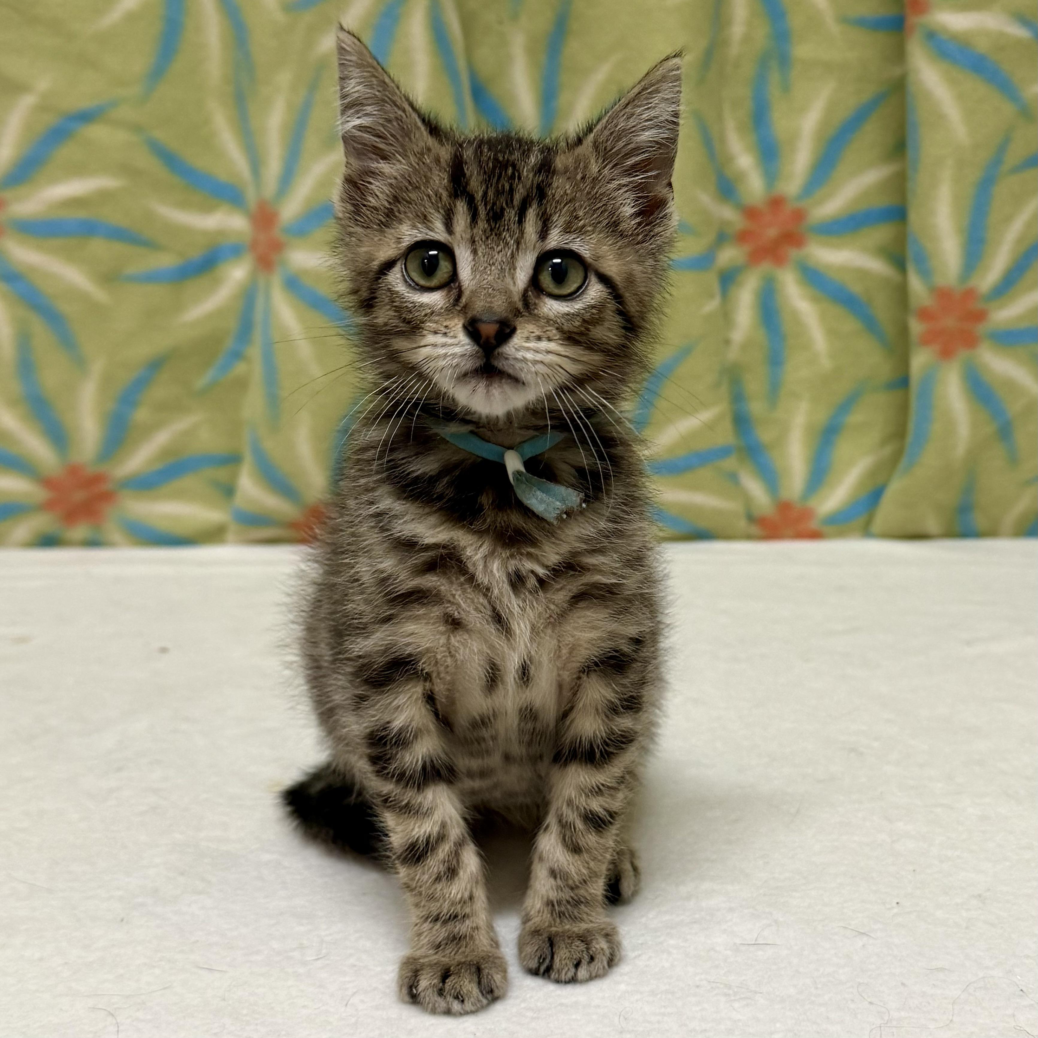 Enlarge Figaro, an adoptable mixed breed in Libertyville, IL image 4/4