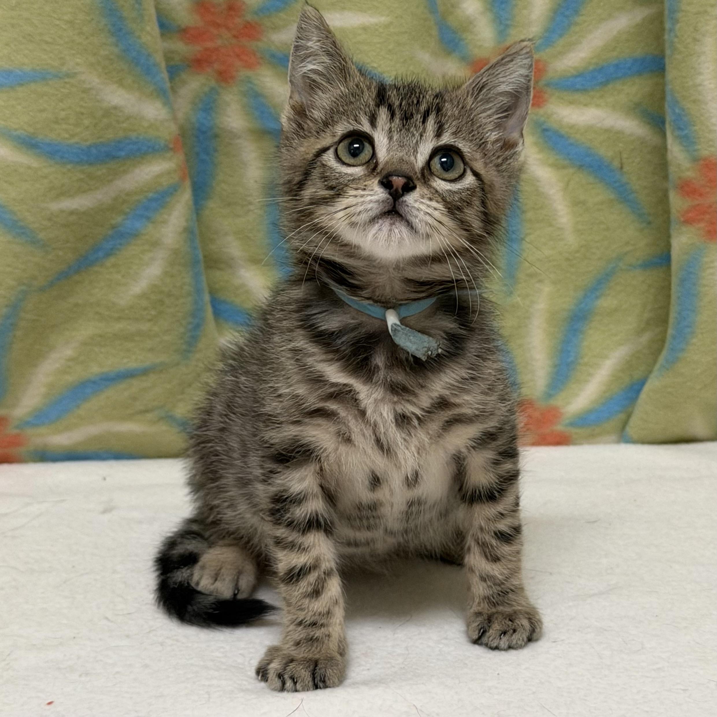 Enlarge Figaro, an adoptable mixed breed in Libertyville, IL image 2/4