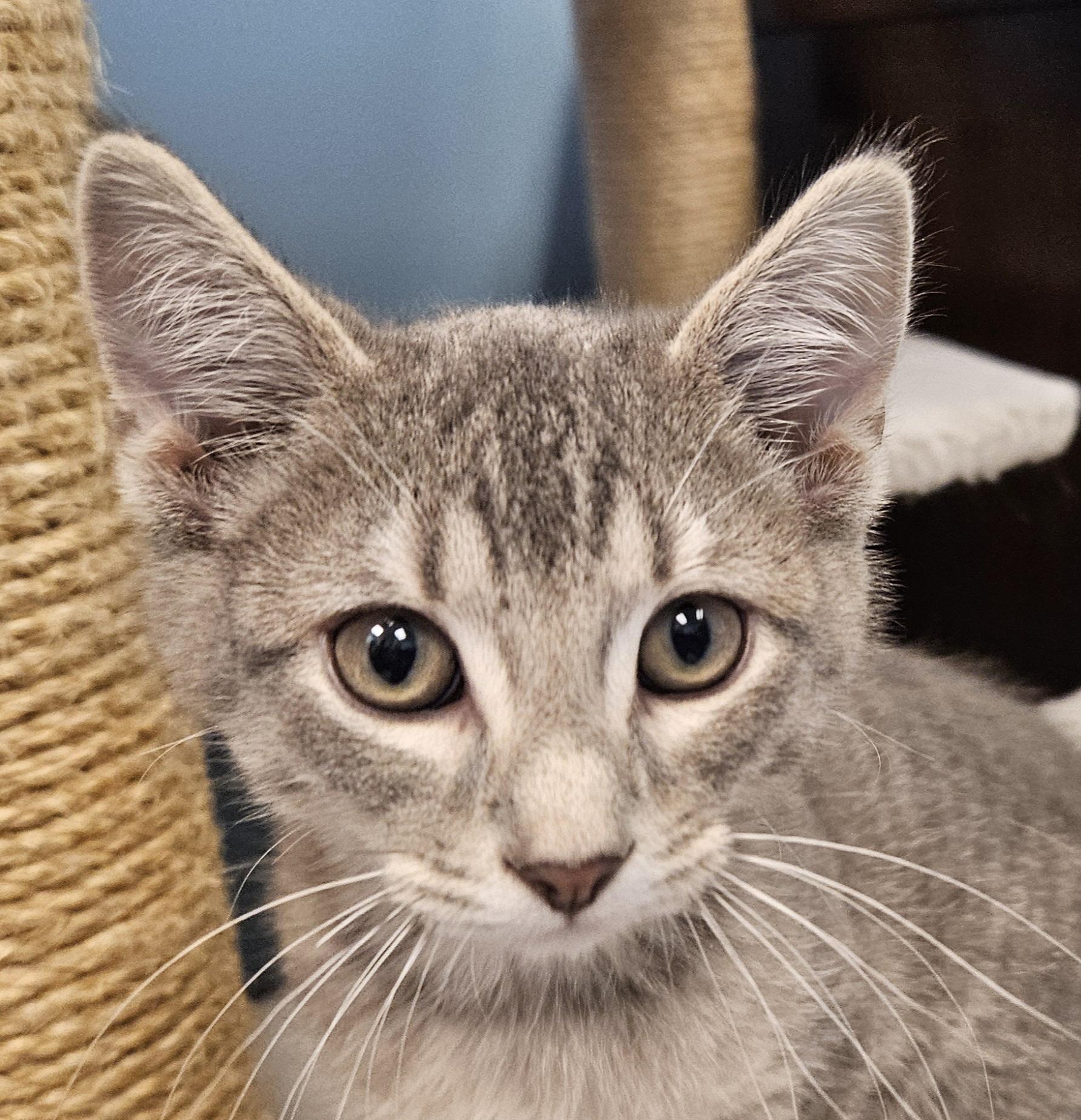 Cricket, ADOPTABLE, Young Male Domestic Short Hair.