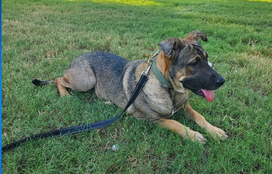 Enlarge Tyson, a Adoptable mixed breed image 2/5