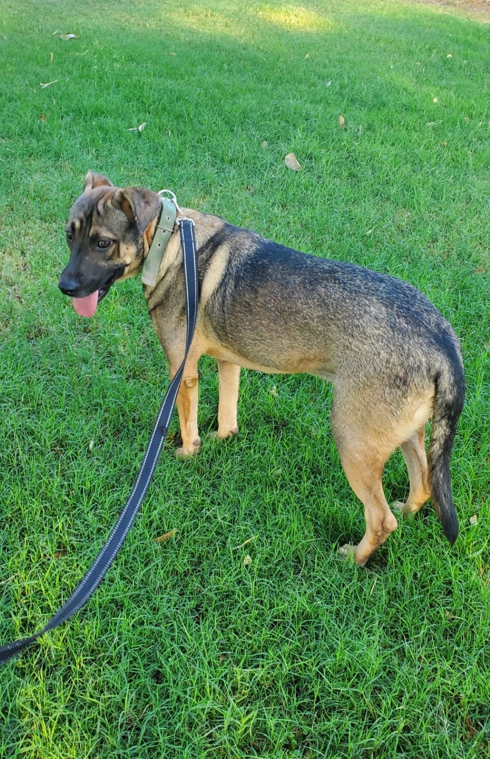 Enlarge Tyson, a Adoptable mixed breed image 4/5