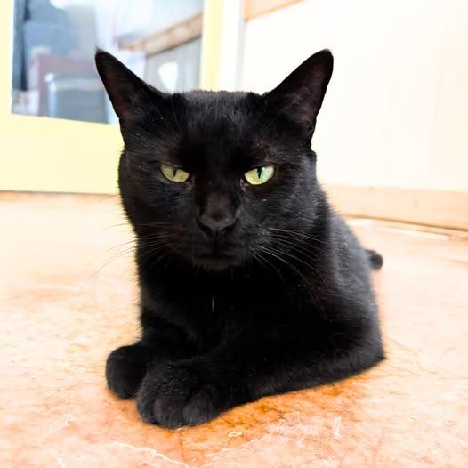 Sable — thumbnail 2