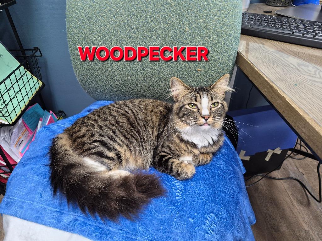 Enlarge Byrd Woodpecker, a Adoptable mixed breed in Rome, GA image 2/2