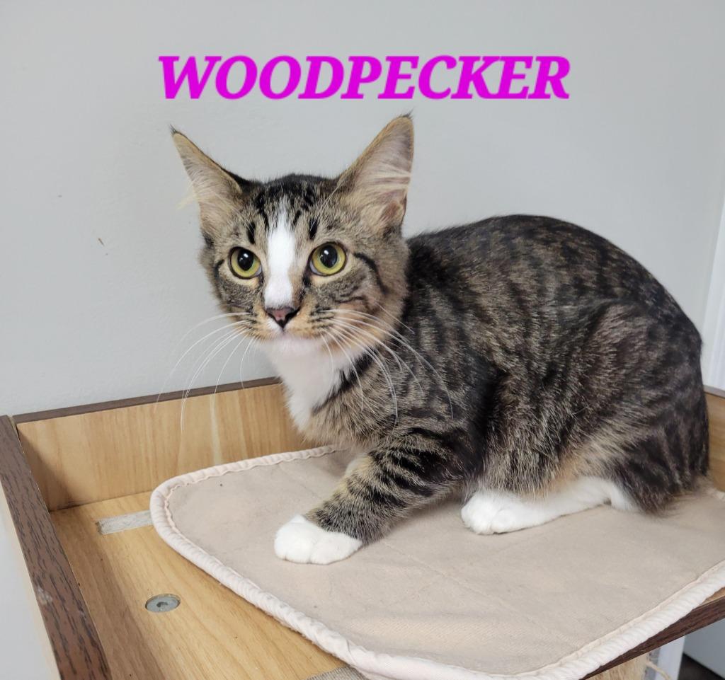 Byrd Woodpecker, Adoptable, Young Male Domestic Medium Hair.