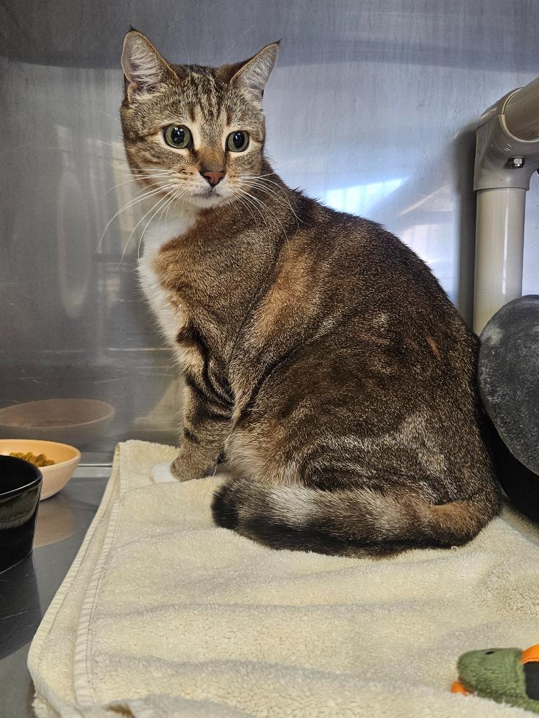 Enlarge Aries, a ADOPTABLE Domestic Short Hair in Medfield, MA image 2/4
