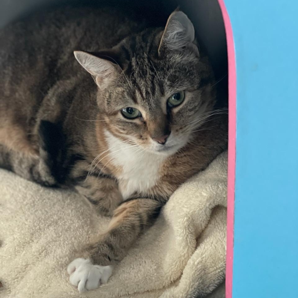 Enlarge Aries, a ADOPTABLE Domestic Short Hair in Medfield, MA image 3/4