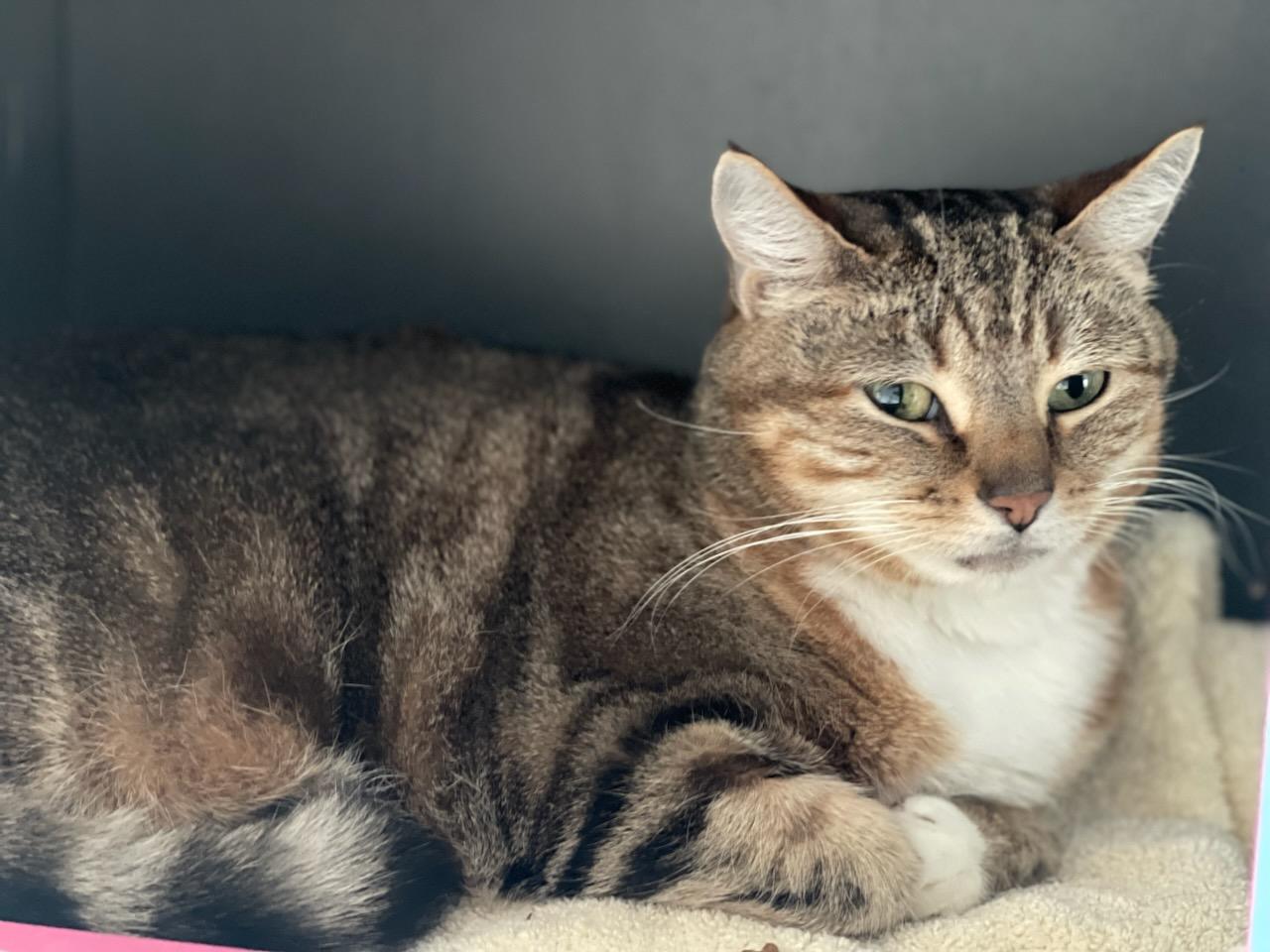 Enlarge Aries, a ADOPTABLE Domestic Short Hair in Medfield, MA image 4/4